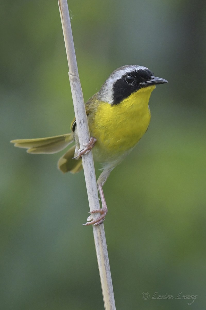 Common Yellowthroat - Lucien Lemay