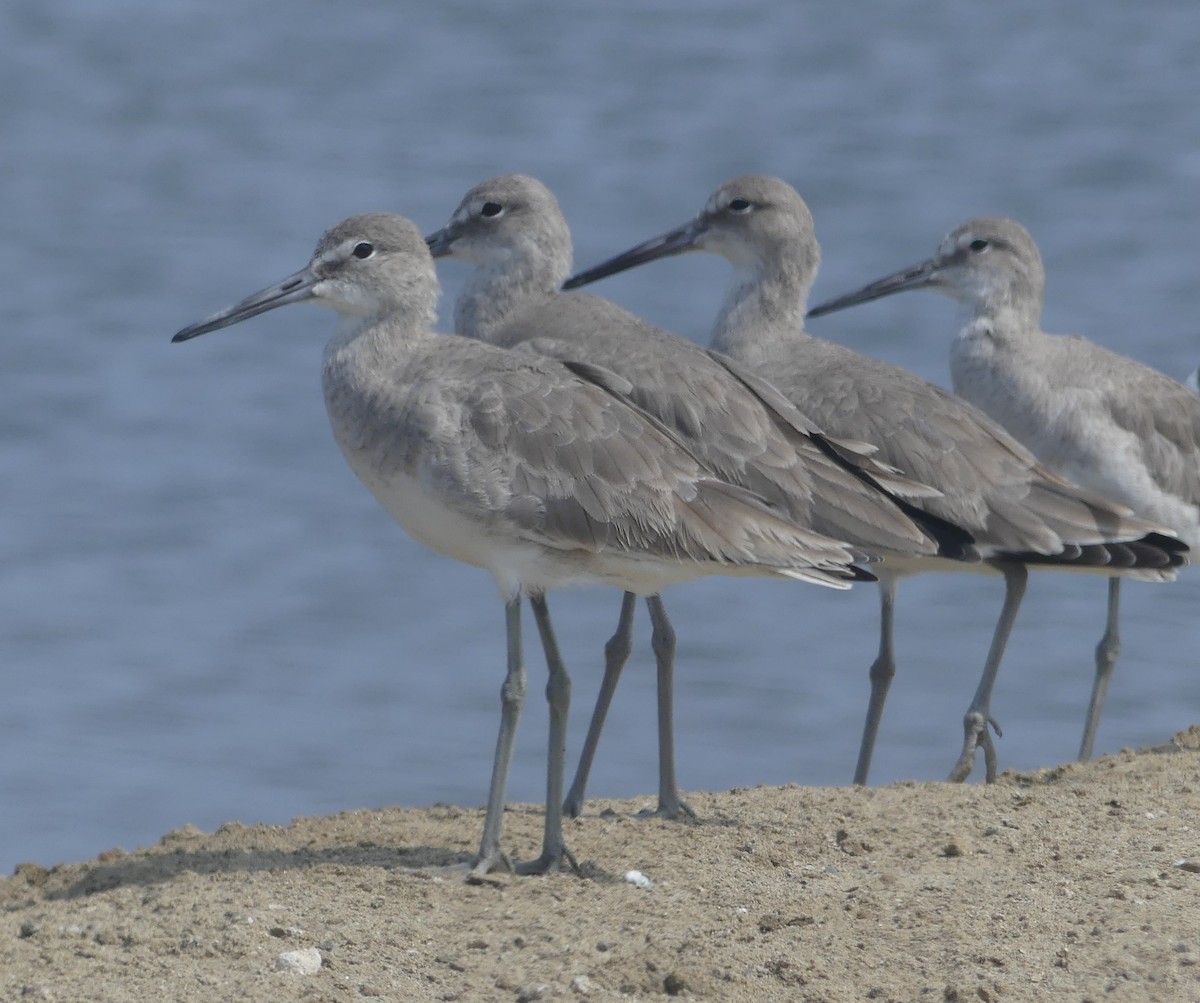 Willet - ML589177781