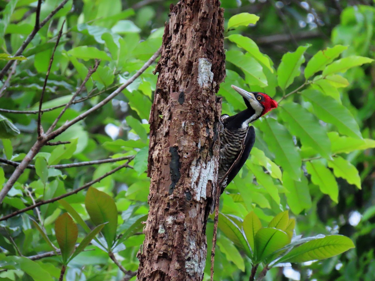 Crimson-crested Woodpecker - ML589178051