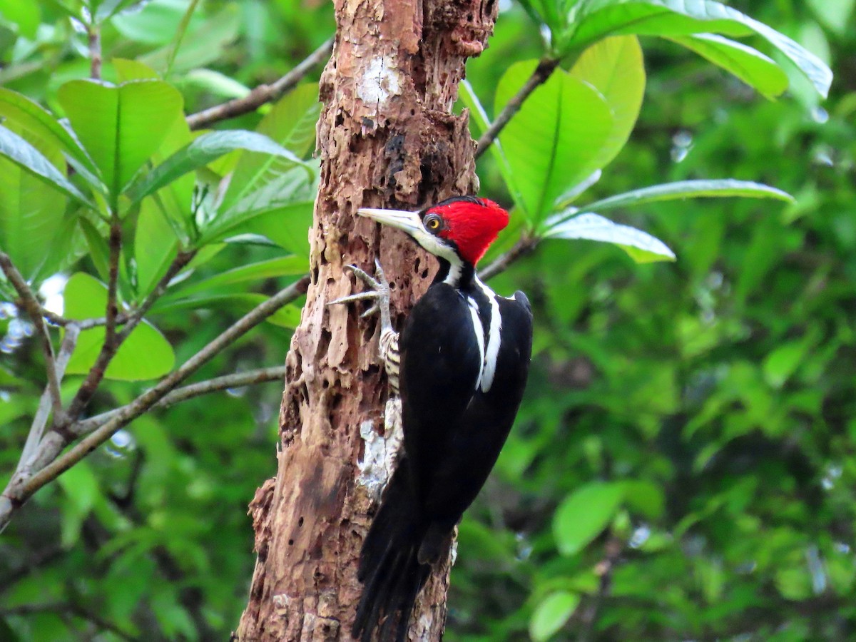 Crimson-crested Woodpecker - ML589178331