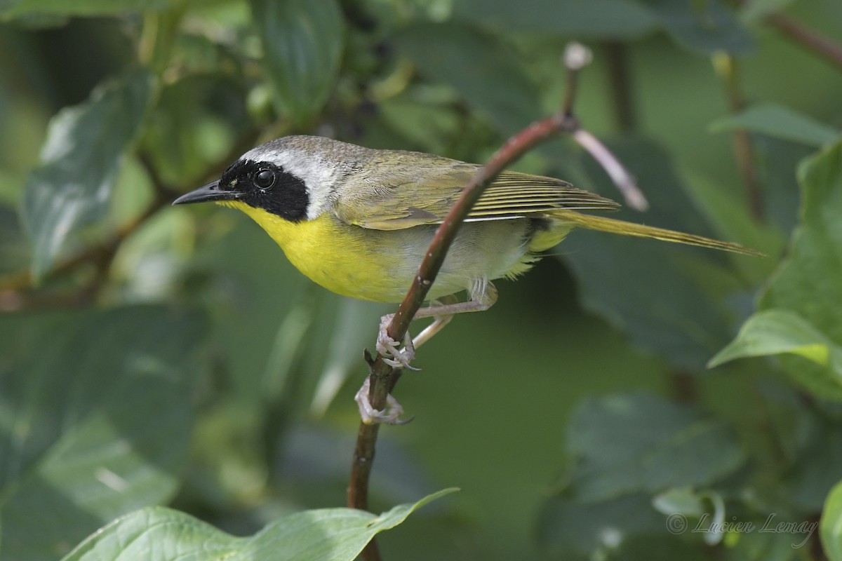 Common Yellowthroat - Lucien Lemay