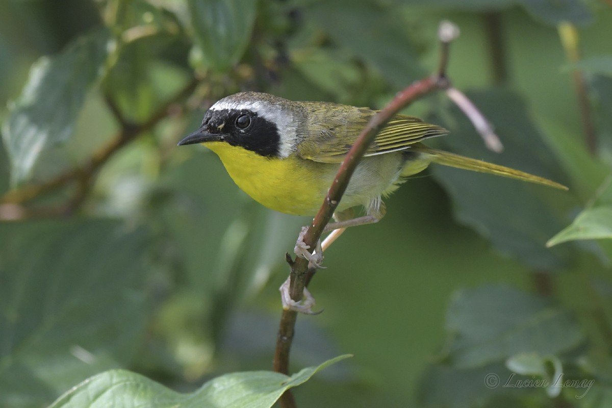 Common Yellowthroat - Lucien Lemay