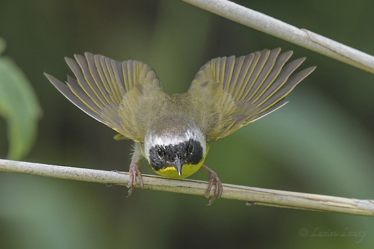 Common Yellowthroat - Lucien Lemay