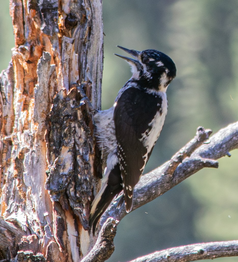 American Three-toed Woodpecker - Mike Clark