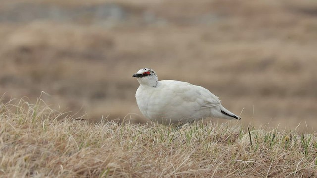 Rock Ptarmigan - ML589180141