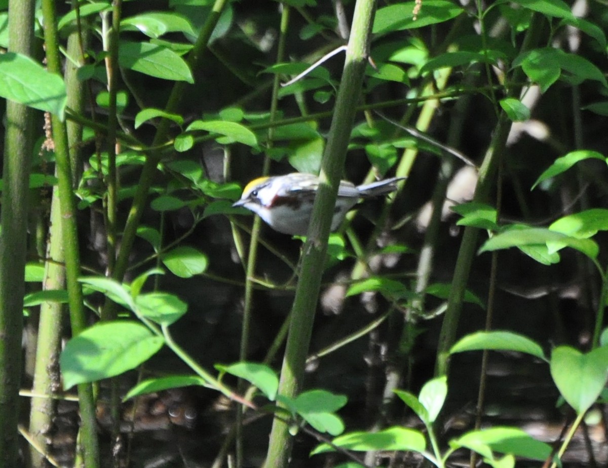 Paruline à flancs marron - ML58918031