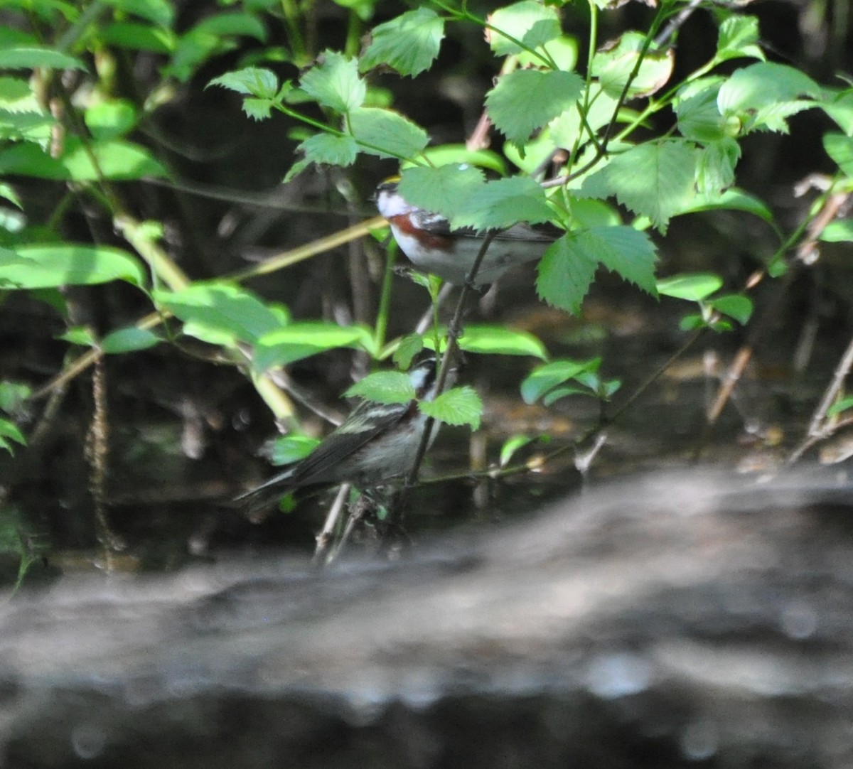 Paruline à flancs marron - ML58918041