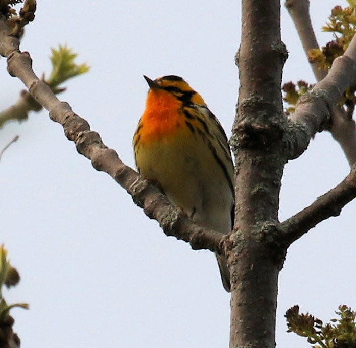Blackburnian Warbler - ML589181561