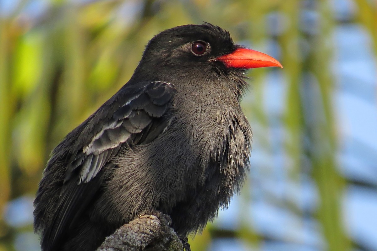 Weißschulter-Faulvogel - ML589182021