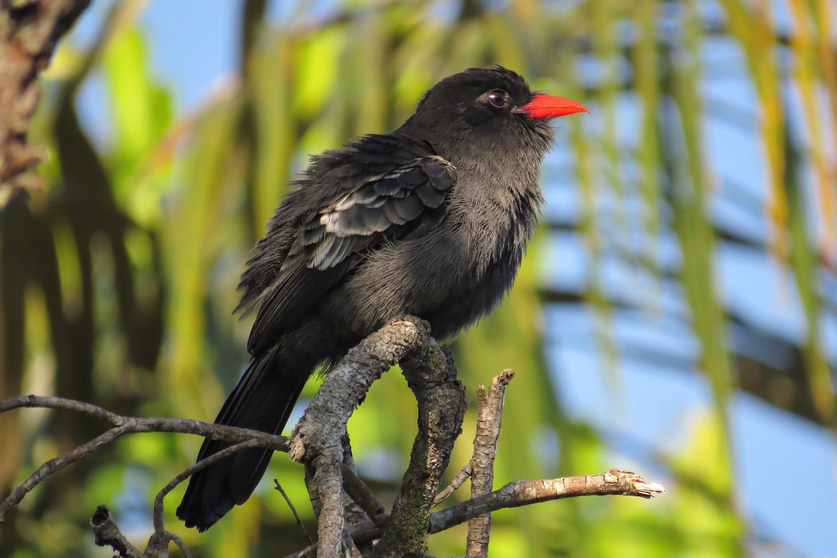 Weißschulter-Faulvogel - ML589182051