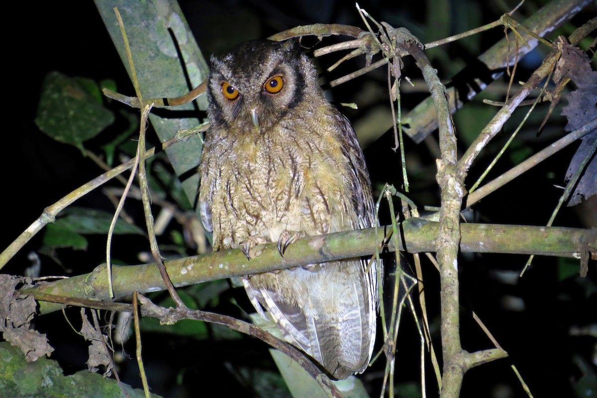 Tawny-bellied Screech-Owl (Austral) - ML589184211