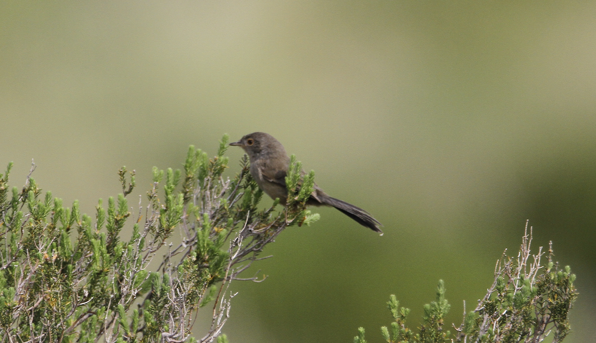 Dartford Warbler - Carlos Figueiredo