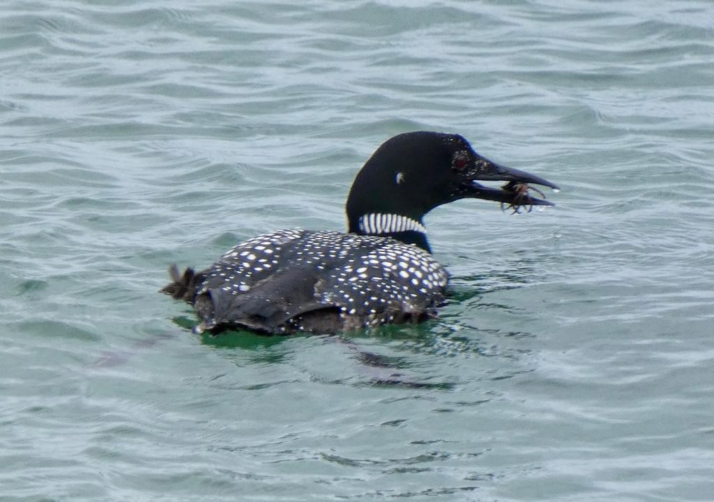 Plongeon huard - ML589184941