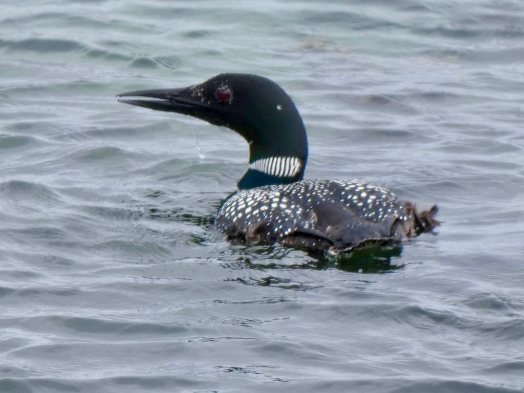 Plongeon huard - ML589184951