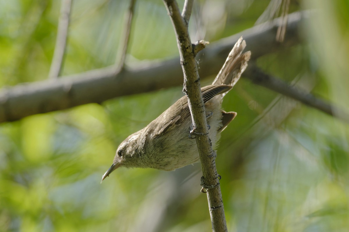 Bewick's Wren - ML589185361