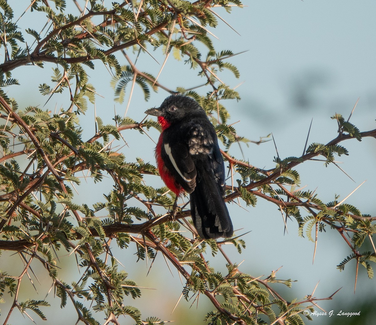 Crimson-breasted Gonolek - ML589185391