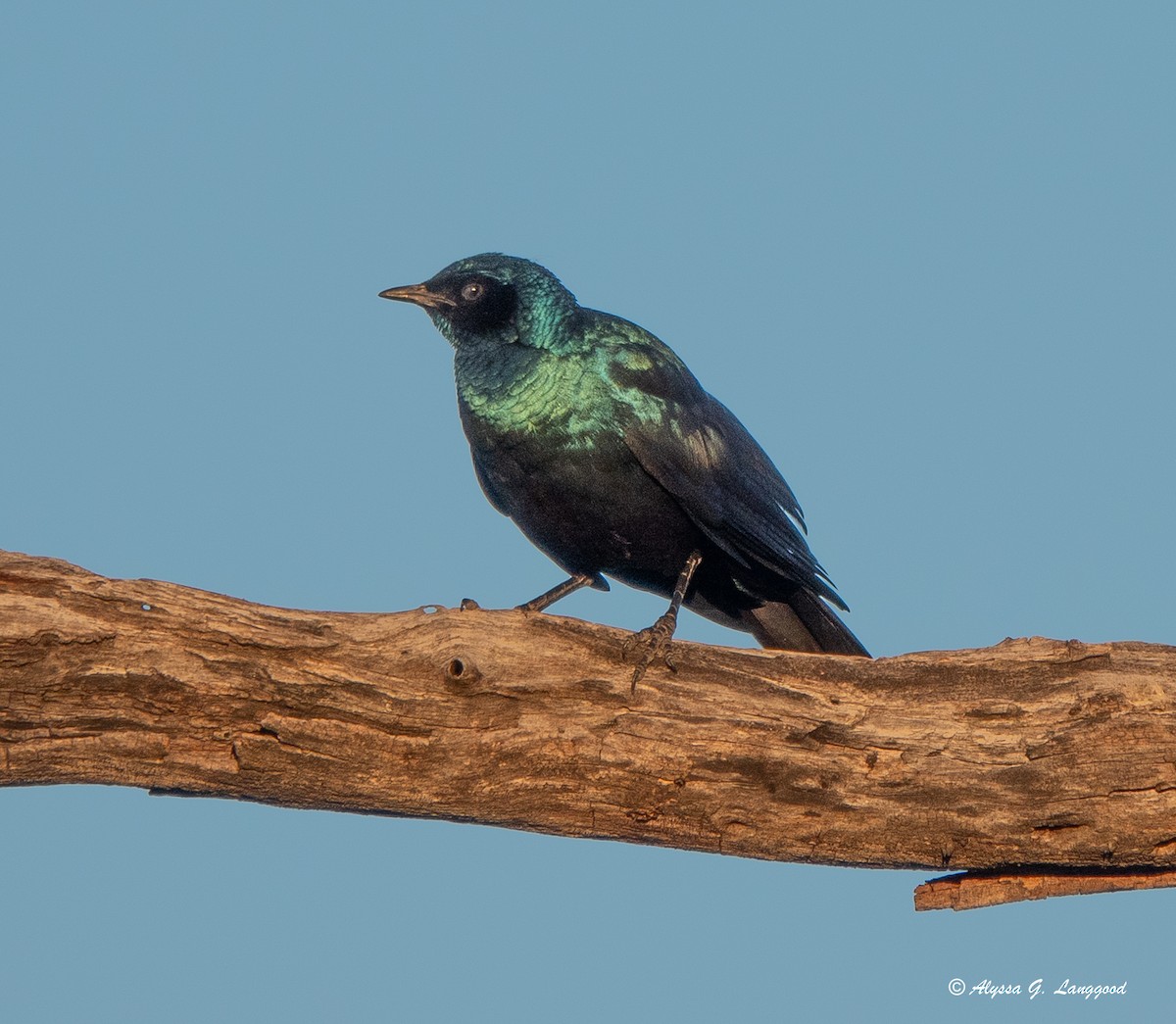 Burchell's Starling - ML589185481