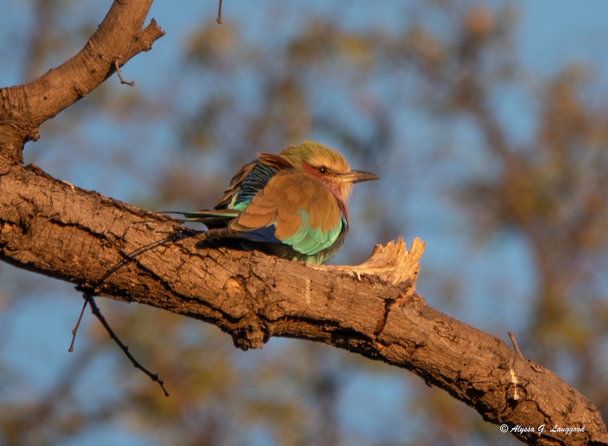 Lilac-breasted Roller - ML589185561