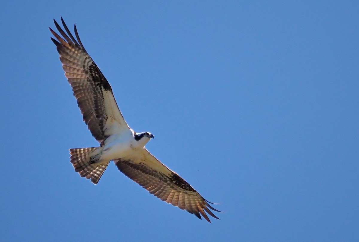 Osprey (carolinensis) - Aidan Brubaker