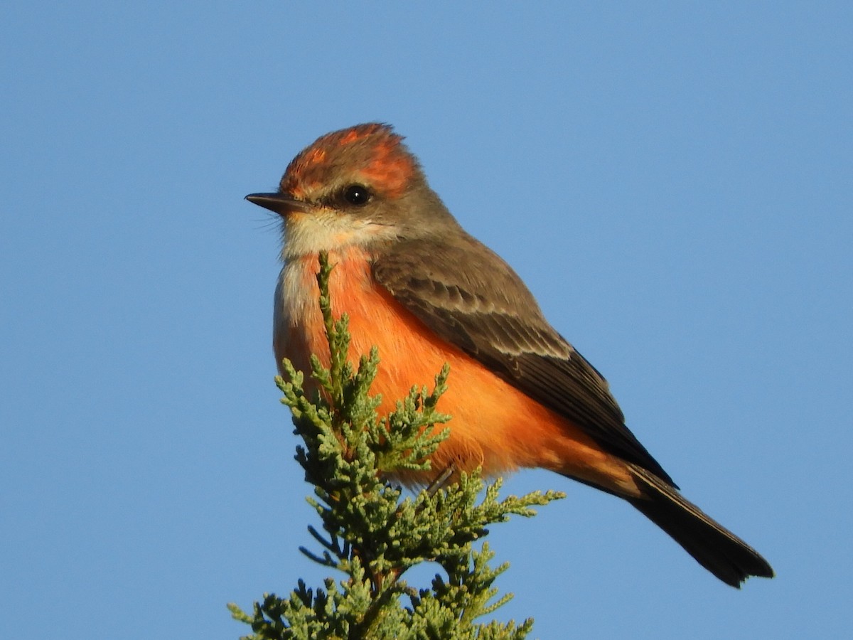 Vermilion Flycatcher - ML589185621