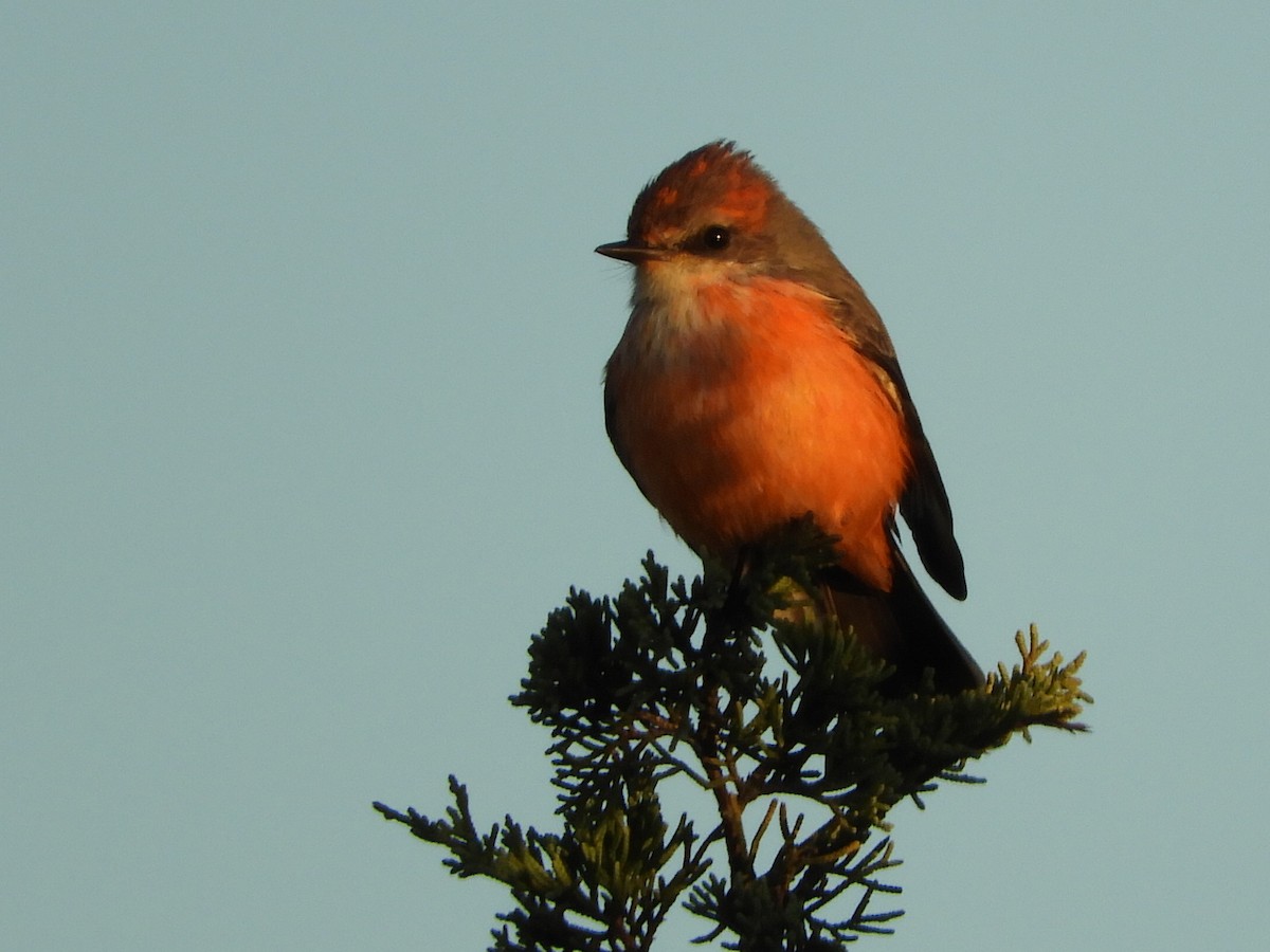 Vermilion Flycatcher - ML589185761