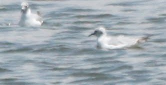 Bonaparte's Gull - Pete Dunten