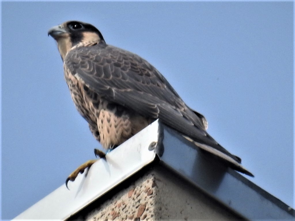 Peregrine Falcon - ML589187021