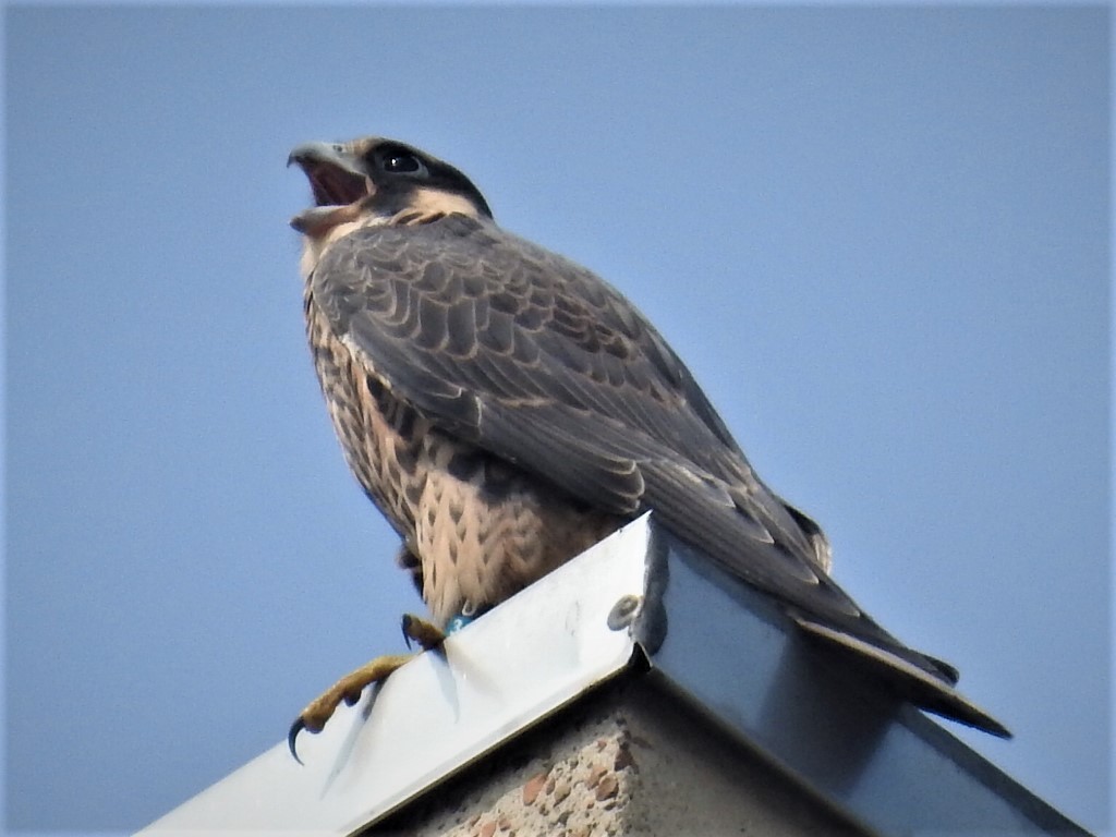 Peregrine Falcon - ML589187071