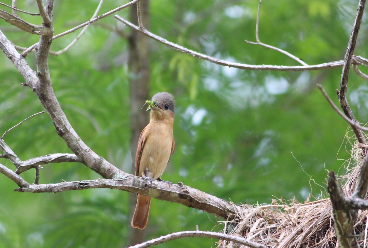 Crested Becard - ML589187161