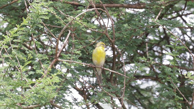 Serin à ventre blanc - ML589187291