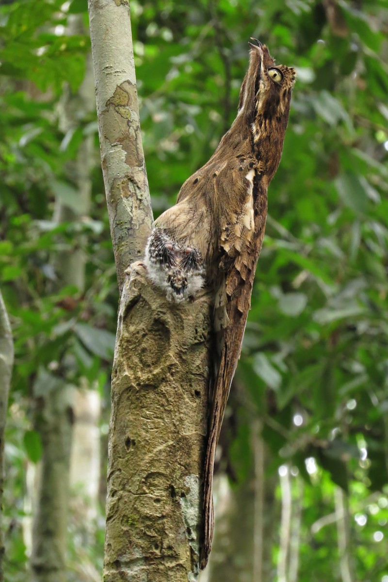 Long-tailed Potoo - Tomaz Melo