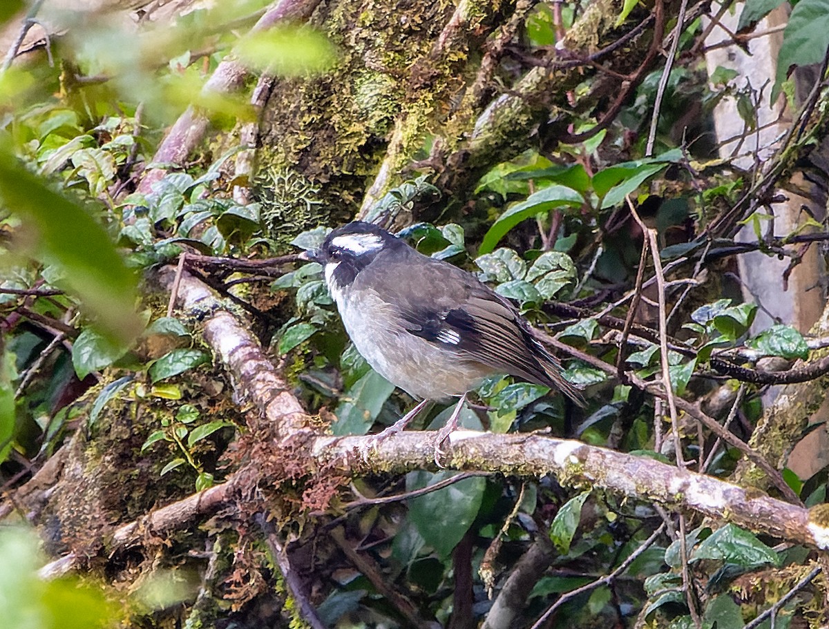 Black-capped Robin - ML589187621