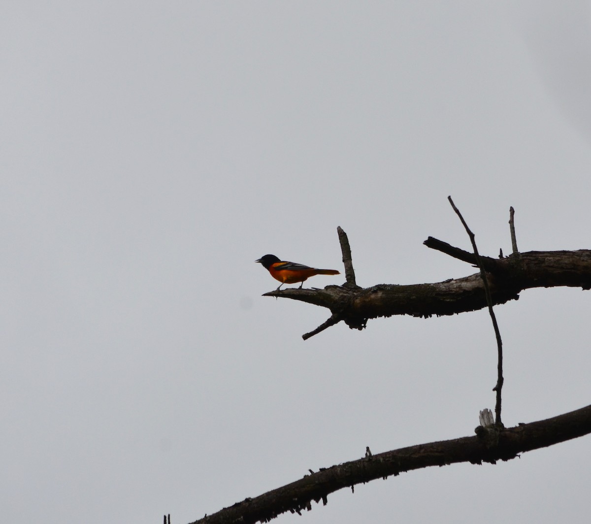 Baltimore Oriole - ML589189661