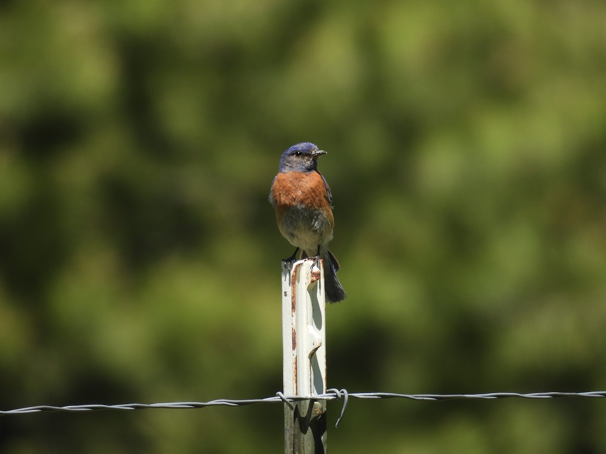 Western Bluebird - ML589191051