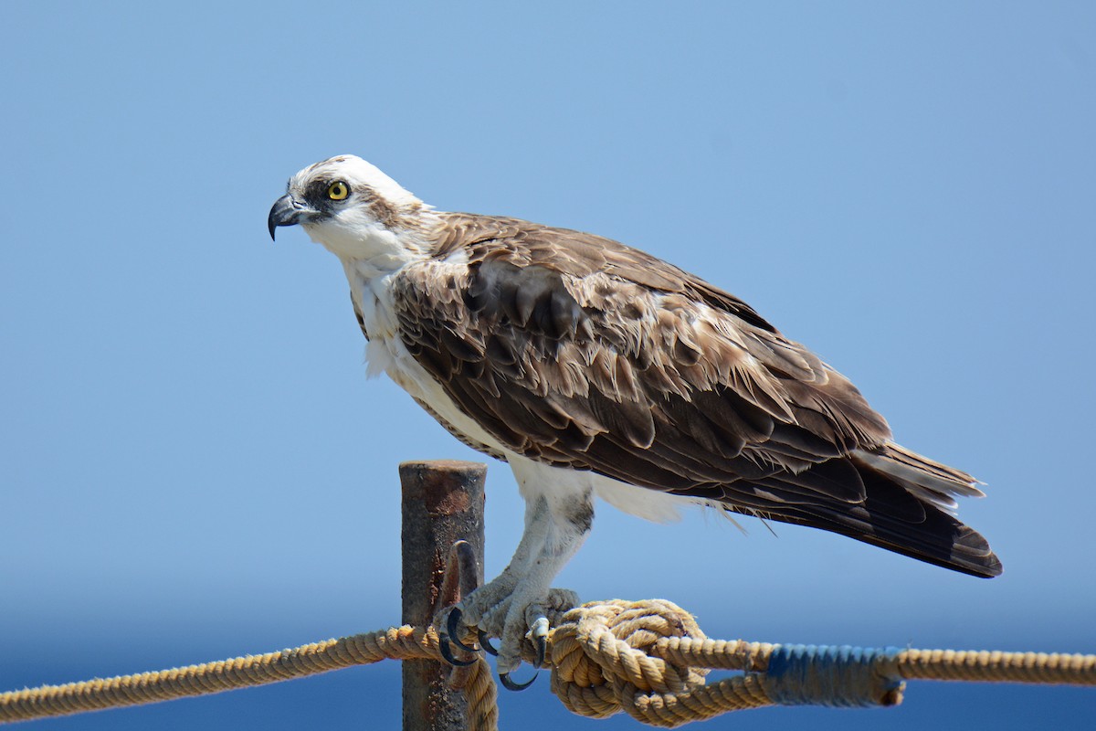 Osprey - Murat Kocas