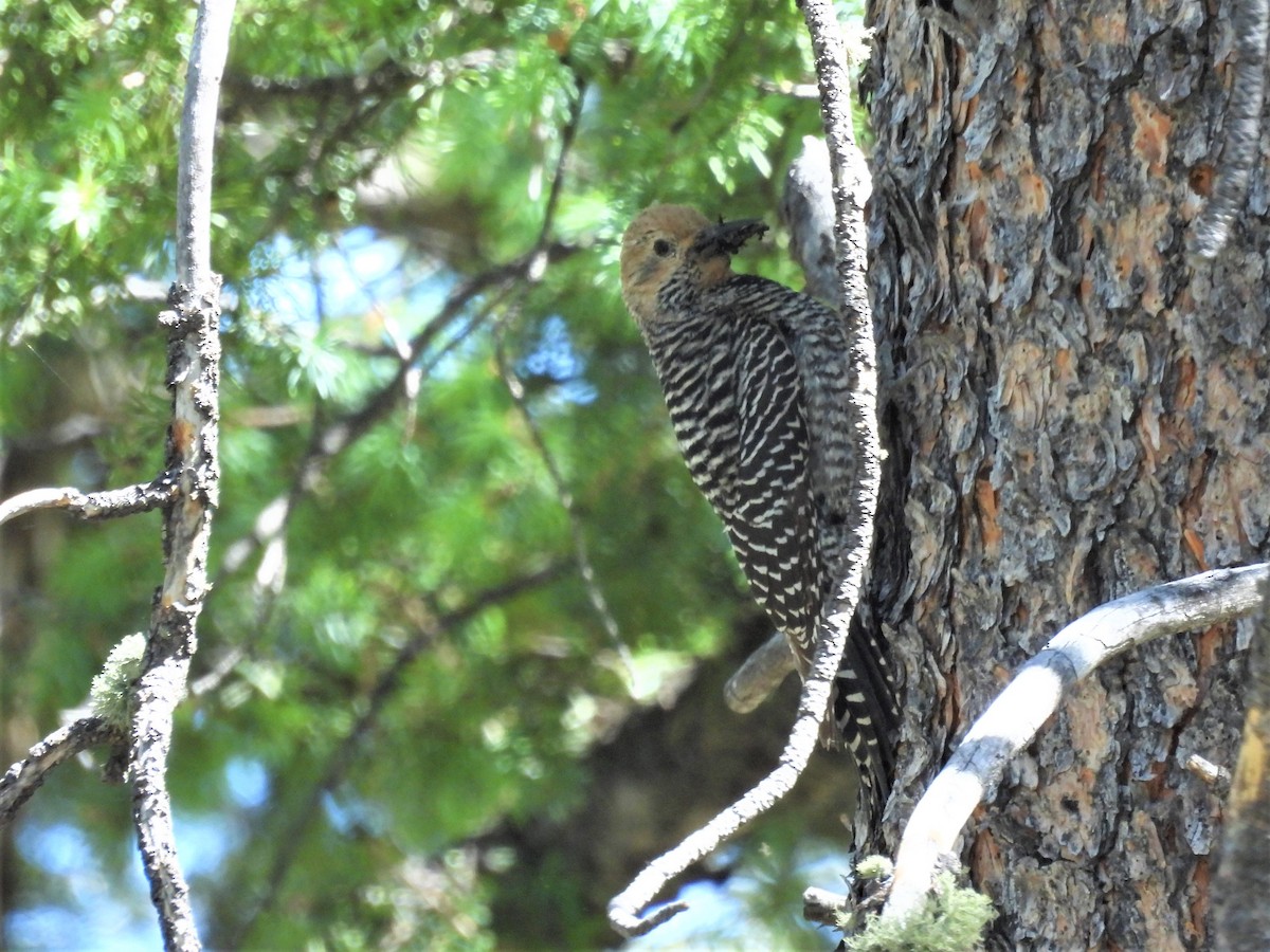 Williamson's Sapsucker - ML589192691