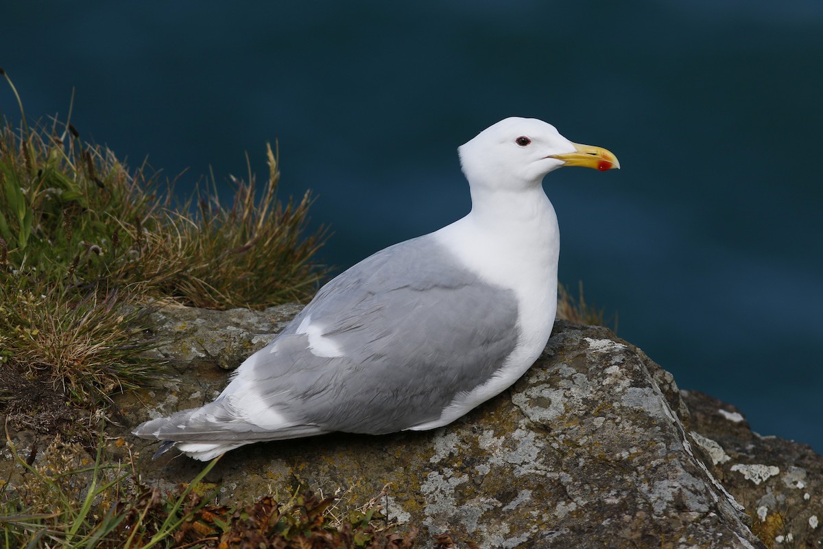 Gaviota de Bering - ML58919271