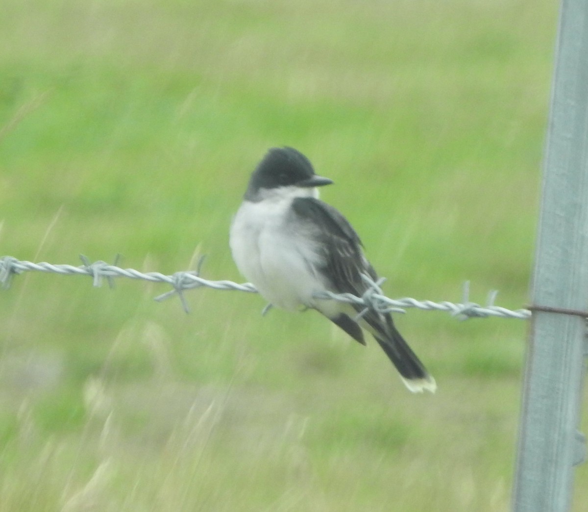 Eastern Kingbird - ML589192891