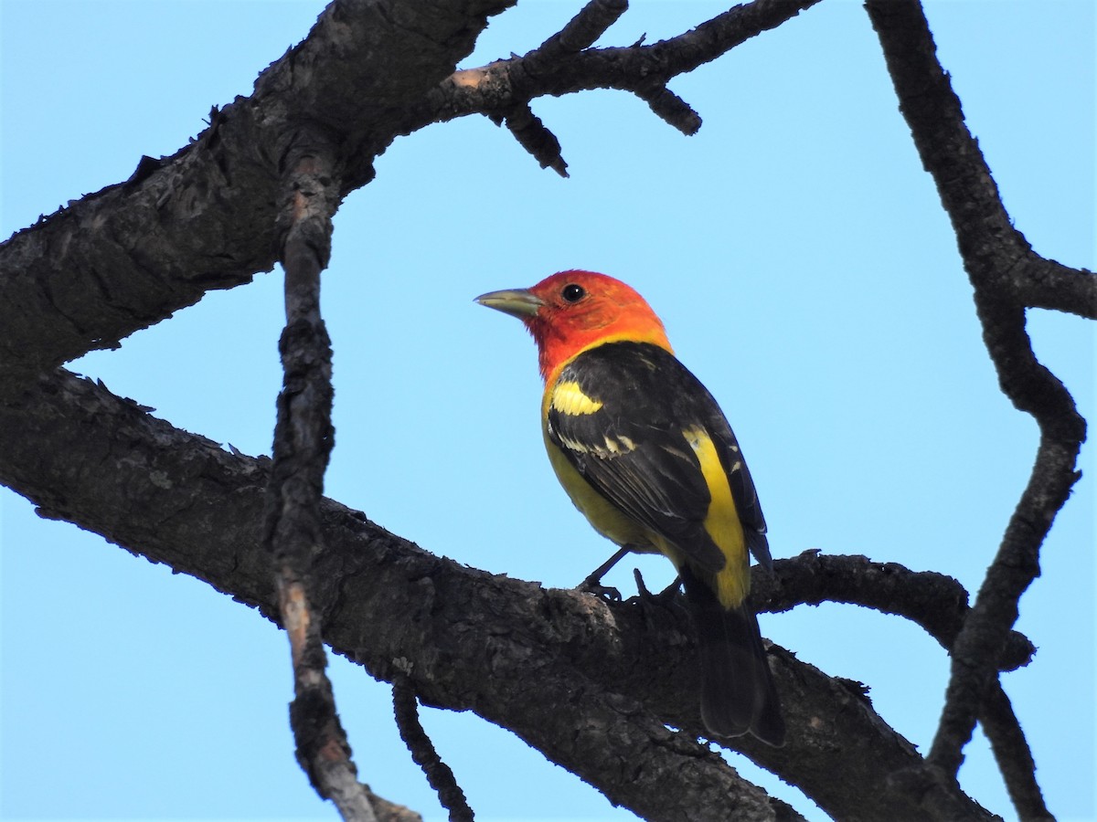 Western Tanager - ML589193421