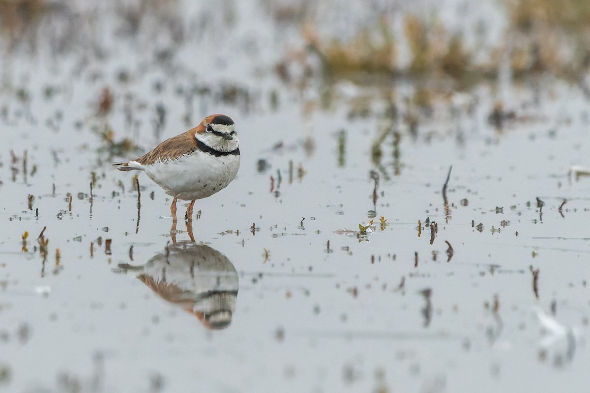 Collared Plover - ML589193461