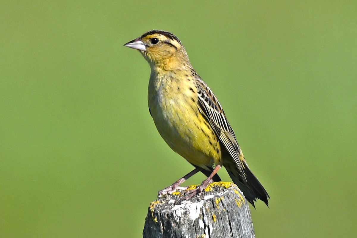 bobolink americký - ML589194091