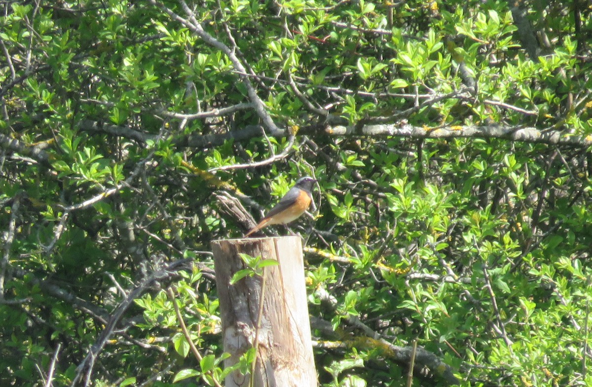 Common Redstart - Guillaume Normand