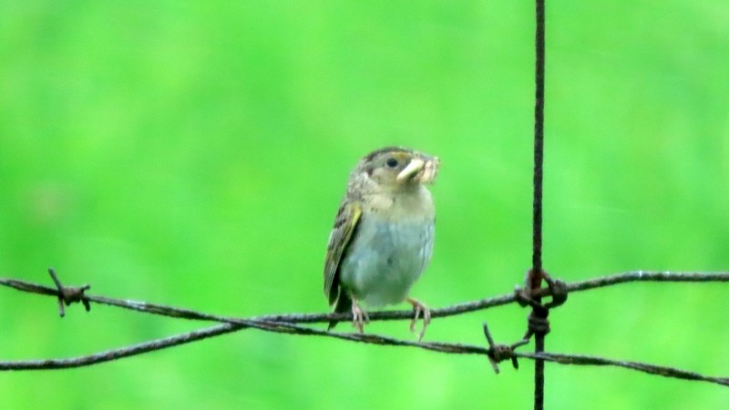 Grasshopper Sparrow - ML589196801
