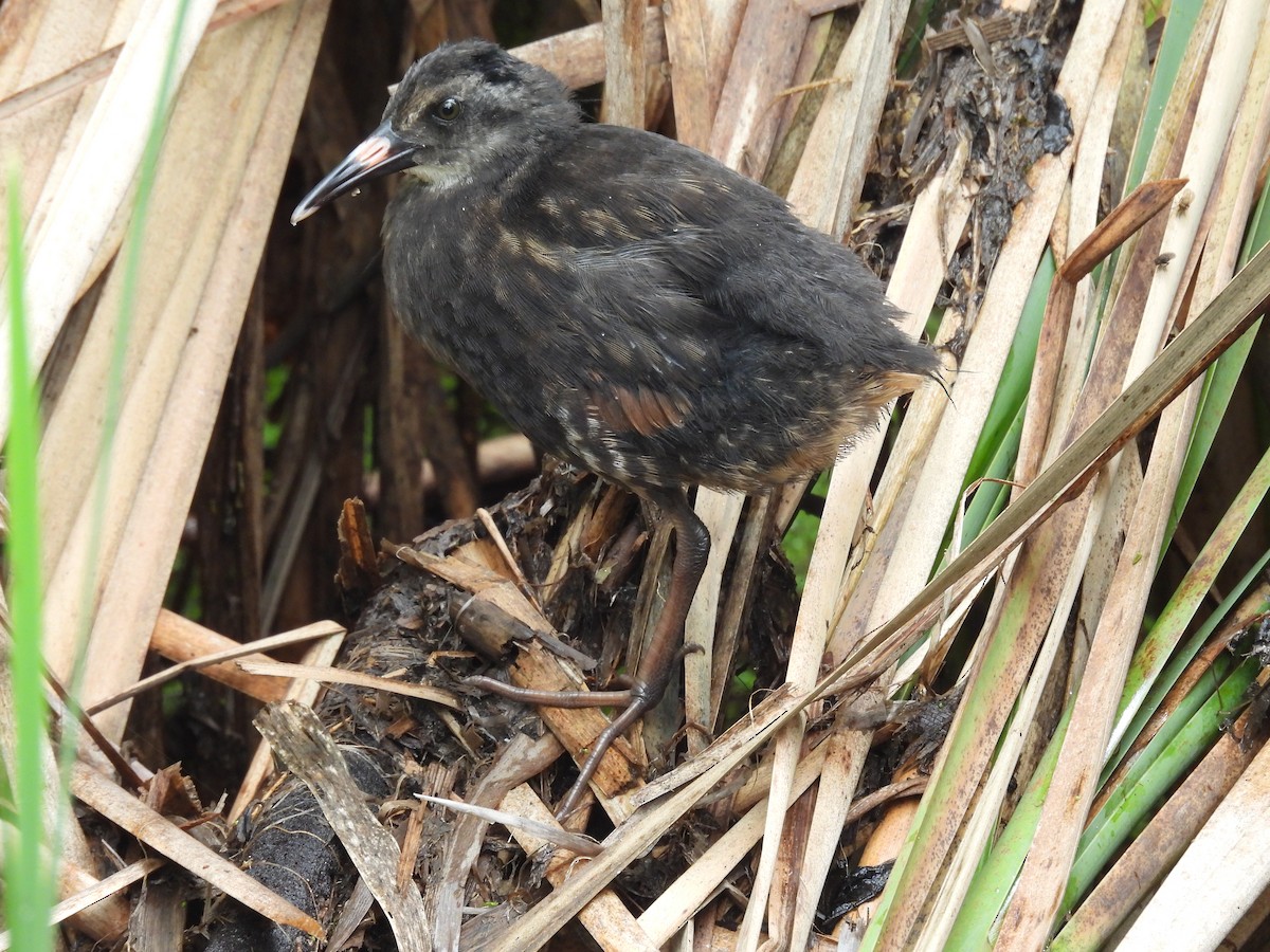 Virginia Rail - ML589197031