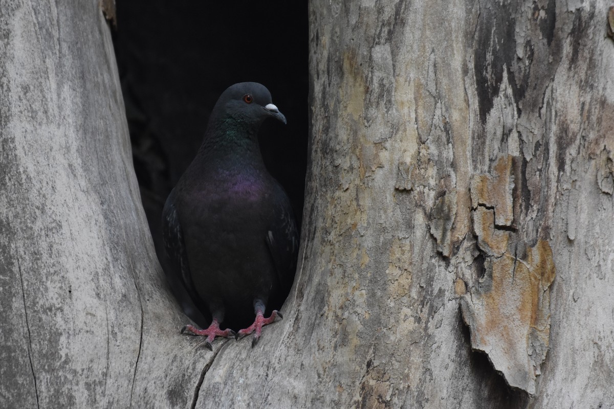 Rock Pigeon (Feral Pigeon) - ML589197821