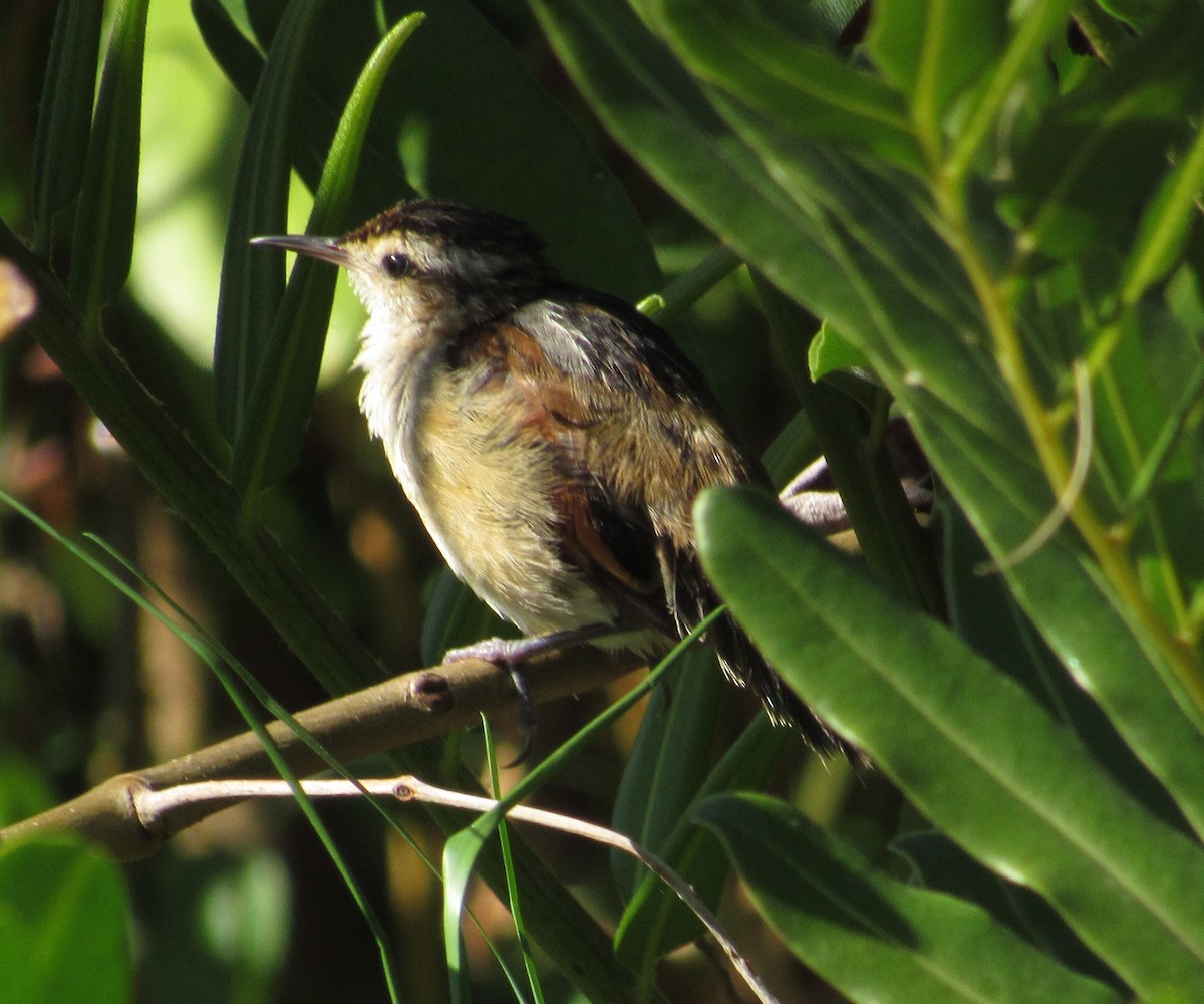 Wren-like Rushbird - ML589199421