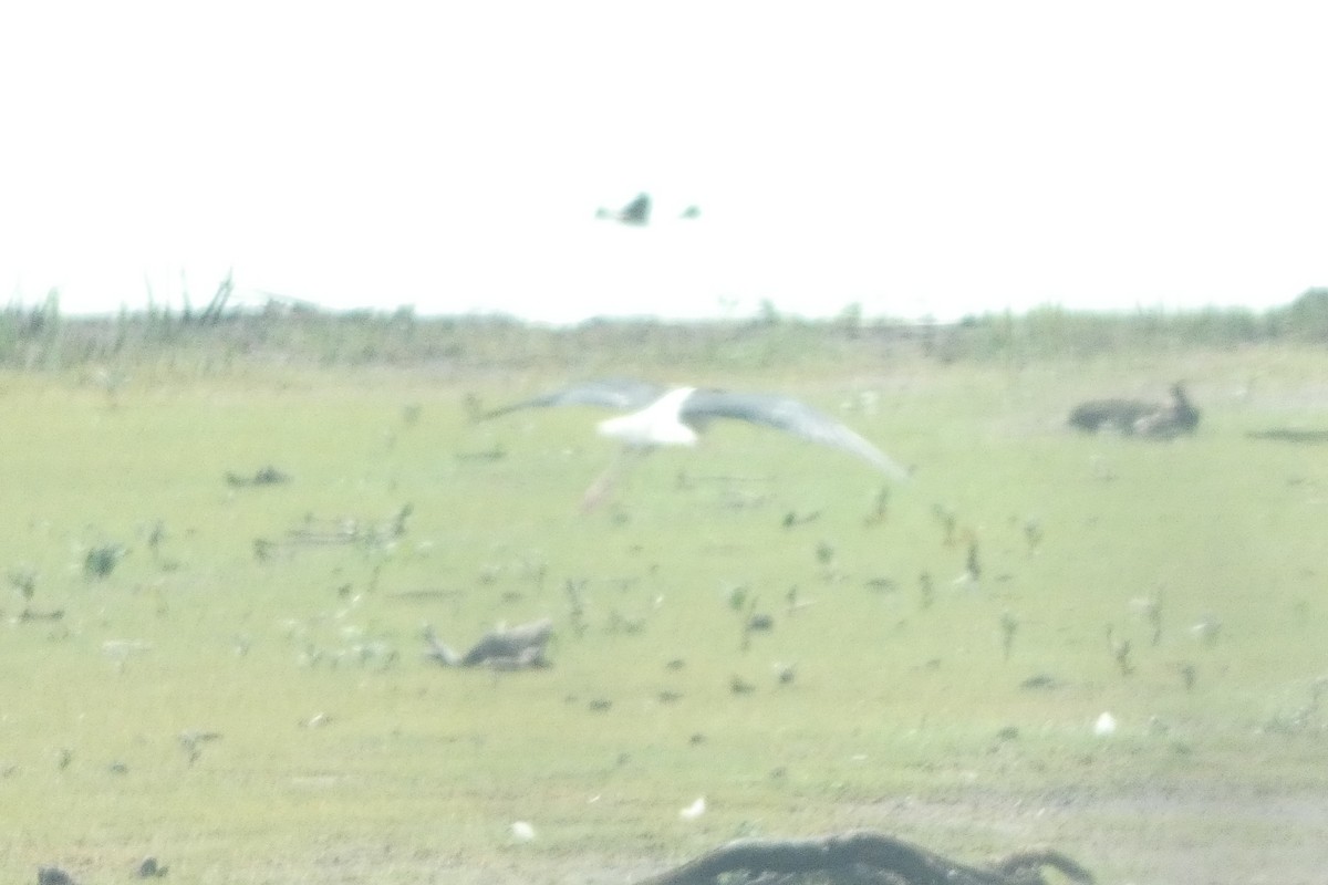 Black-necked Stilt - ML589201001