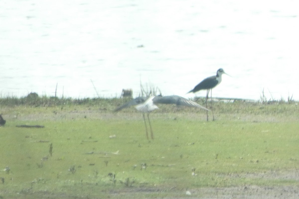 Black-necked Stilt - ML589201011