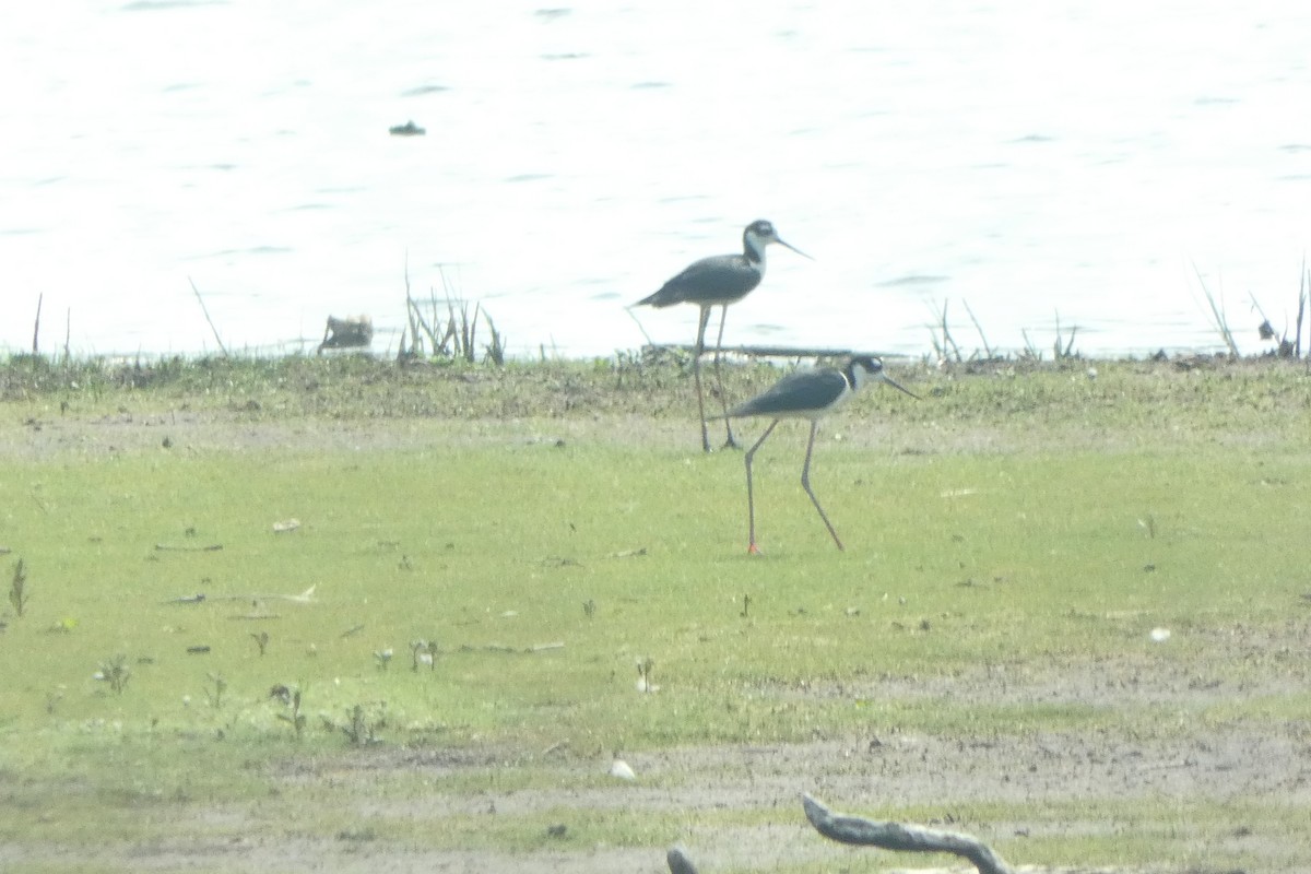 Black-necked Stilt - ML589201031