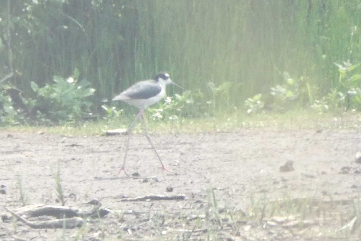 Black-necked Stilt - ML589201051